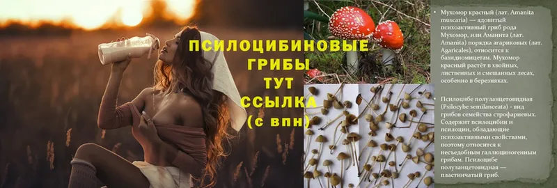 Псилоцибиновые грибы Psilocybe  цена   Новороссийск 